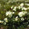 Le printemps est dans le pré