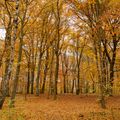 couleurs d'automne en Moselle