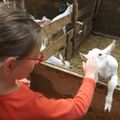 Loix : visite de la chèvrerie