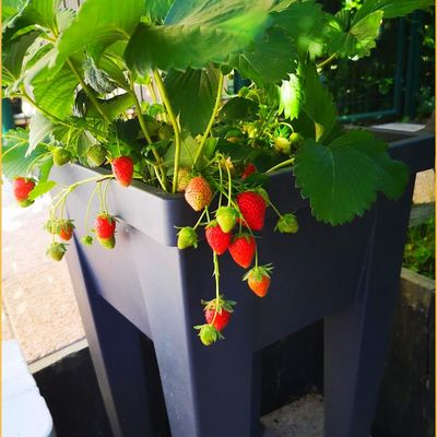 Dimanche fleuri et gourmand au jardin