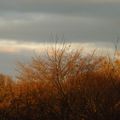 La lumière hivernale du matin