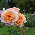 Palmarès du Concours International de Roses d'Orléans 2018