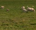 Vaches en panoramique...