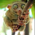 Tarsier