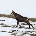 scéance yoga chez les chamois