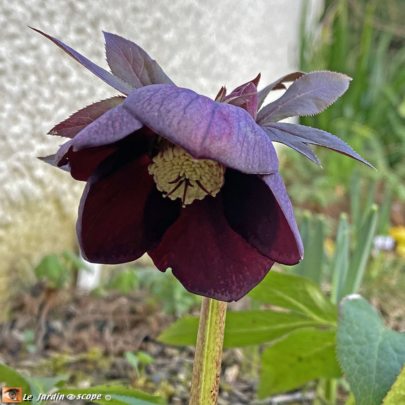 Hellébore hybride • Helleborus hybridus