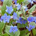 Omphalodes du printemps