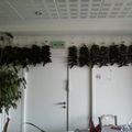 photos 1: Souraide dans le pays basque piments en train de sécher à l'hotel Bergara