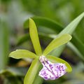 Brassocattleya Binosa