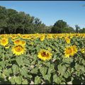 Des Tournesols