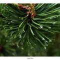 Aiguilles de pin après la pluie en Brocéliande