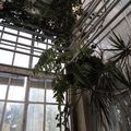 Photo qui vous permet d' imaginer la hauteur des serres du Jardin des plantes