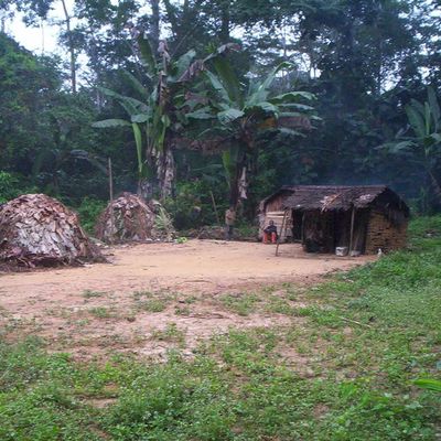 Chez les petits hommes de la grande forêt