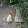 Poules méroises