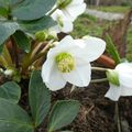 HELLEBORE