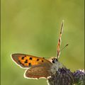 Lycaena phlaeas 3