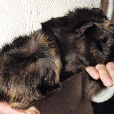 Toujours à l'adoption !