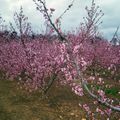 Les arbres fruitiers de la vallée du Rhône