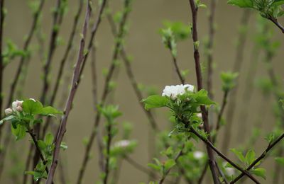 Chroniques d'un printemps paresseux - 12