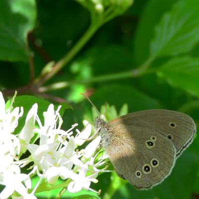 Nectar de fleurs de cornouiller...