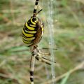 ARGIOPE FASCIÉE