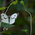 PapiLloN qui S' eNvoLE vers Les haUTeuRs mais Qui reVient d'Un cOup d'aiLes oBstiNé...