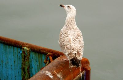 Où l'auteur a passé un week end au bord (et sous) l'eau