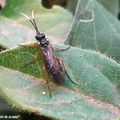 Une des nombreuses symphytes difficiles à identifier !