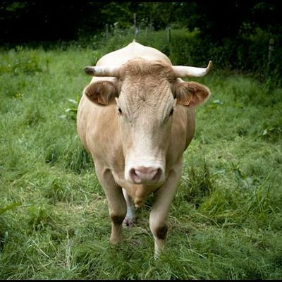 Au Quotidien -- Printemps 2012