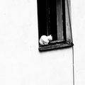 Latvian cat on a window-sill