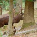 Les cerfs s’énervent!