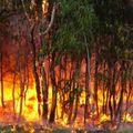 Incendies de forêt et réchauffement climatique