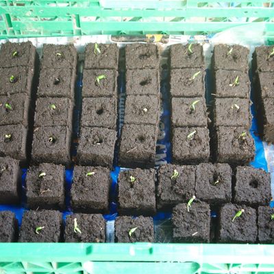 Février 2017 au jardin