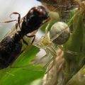 Theridion nigrovariegatum (Théridiidae)