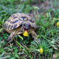 tortue d'herman en plein festin