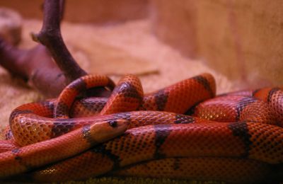 serpent roi en aquarium 