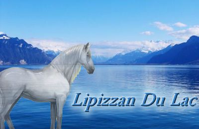 Lipizzan "Du Lac"