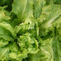#salade de France #jardi du 41 #AgriculteursEnColere