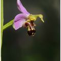 Conférence sur les Orchidées le mercredi 21 mai  de 10h à 12h et de 17h30 à 19h à la bibliothèque des Epis d'or à Saint Paul de Varces