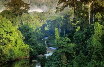 Au coeur de la nature sauvage