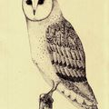 Chouette Effraie (Tyto Alba)