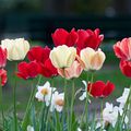 Tulipes et narcisses 