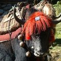 Un « dieu de la Fortune » sur le plateau Qinghai-Tibet