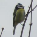 Roguidine : rouge gorge et mésange