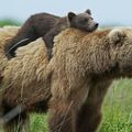 Câlin d'Ours avec La Fée Brodeuse, 31e inscrite