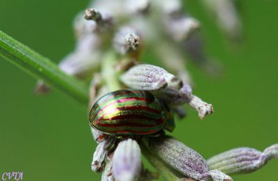 Caché dans la lavande , la chrysomèle du romarin , coléoptère chrysamelidae ( photo jardin en août )