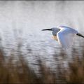 Aigrette en vol à ras de l'eau