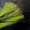 feuille d'eau l'émotion glisse sans les mots