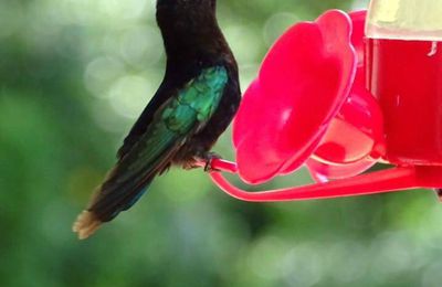 La grande parade des oiseaux de Guadeloupe