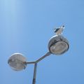 mouette sur le lampadaire